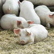 pig (1)