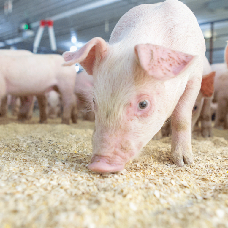 pig (1)