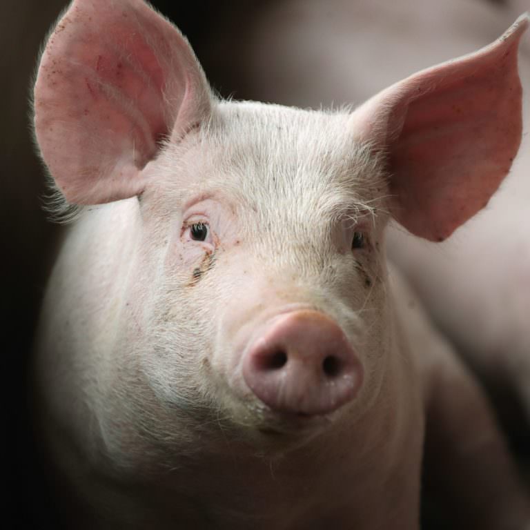 pig2 (3)