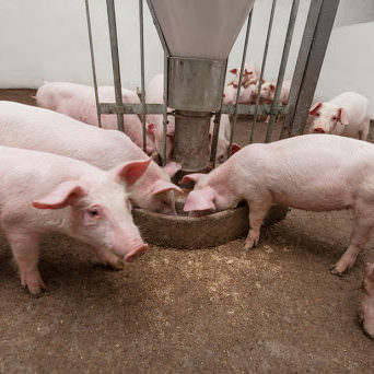 pigs (11)