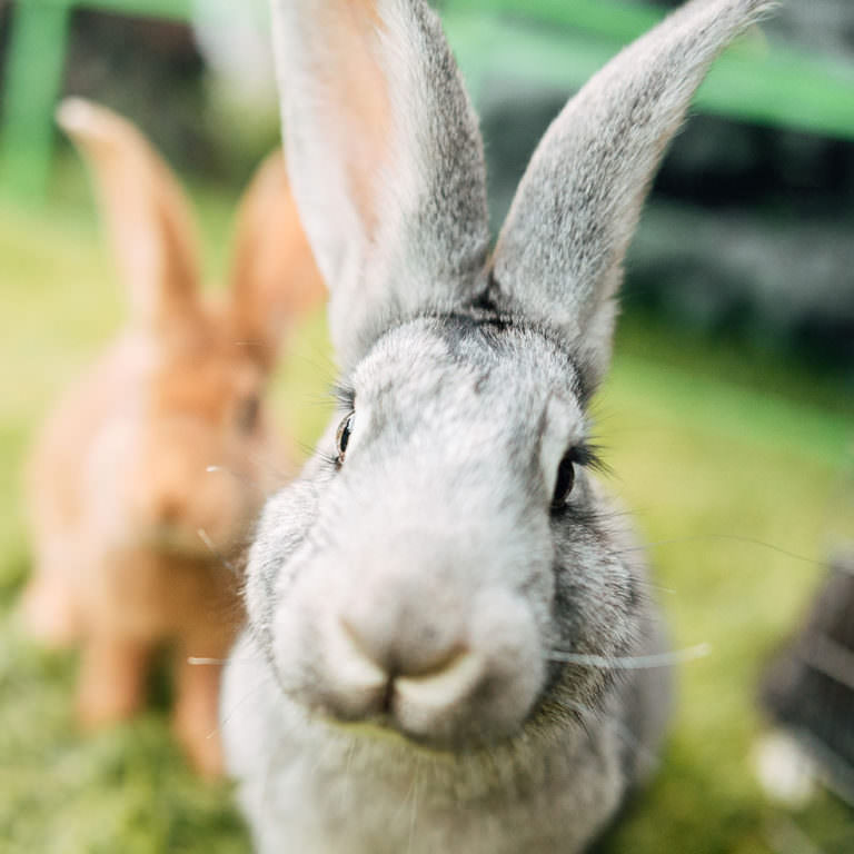 rabbit (3)